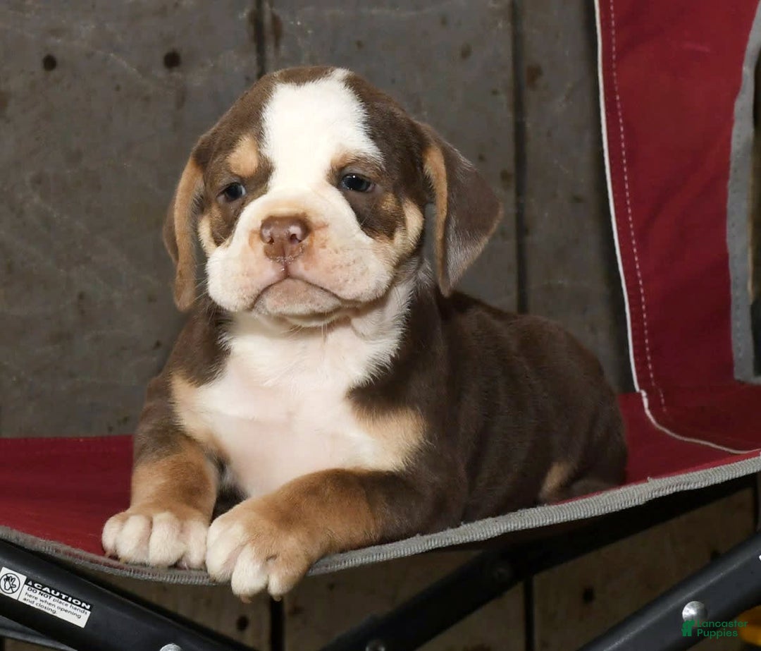 Beabull dogs for sale: Sandy - Image 1