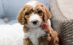 Standard Poodle dogs for sale: Mac - Image 2