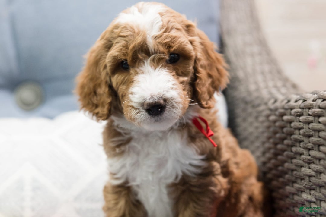 Standard Poodle dogs for sale: Mac - Image 2