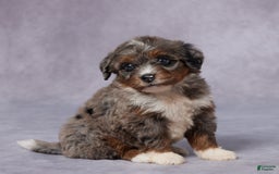 Mini Bernedoodle dogs for sale: Clara - Image 3