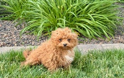 Maltipoo dogs for sale: Macon - Image 9