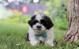 Shihpoo dogs for sale: Antonio - Image 1
