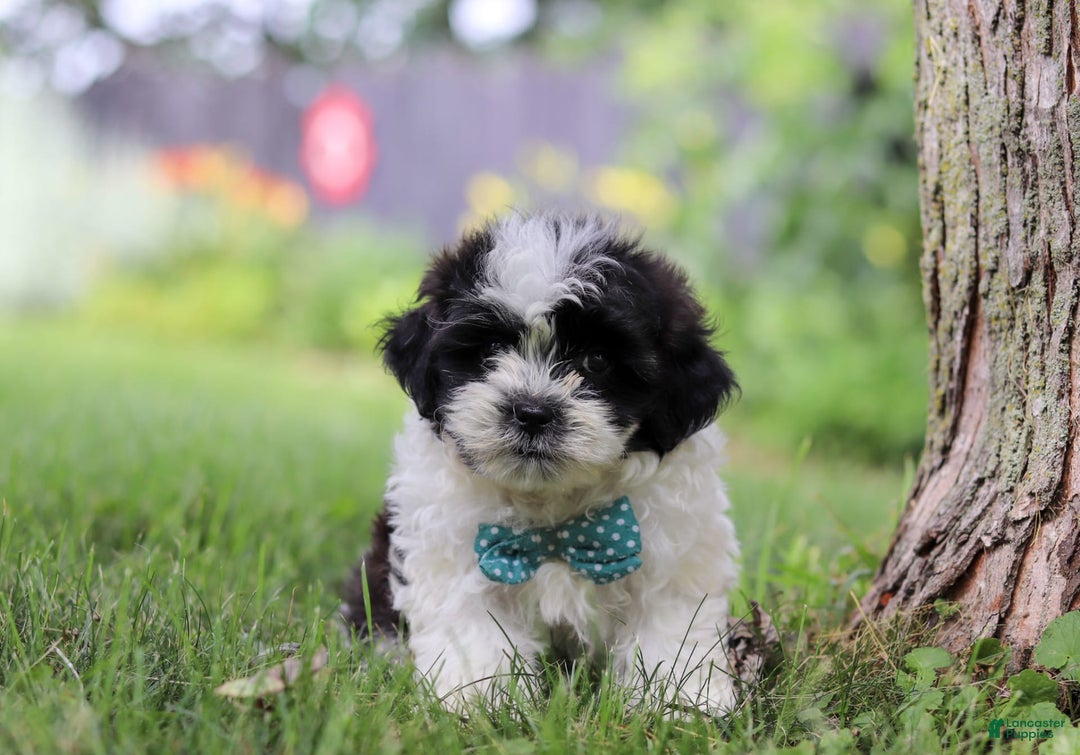 Shihpoo dogs for sale: Antonio - Image 1
