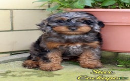 Cockapoo dogs for sale: Star - Image 1