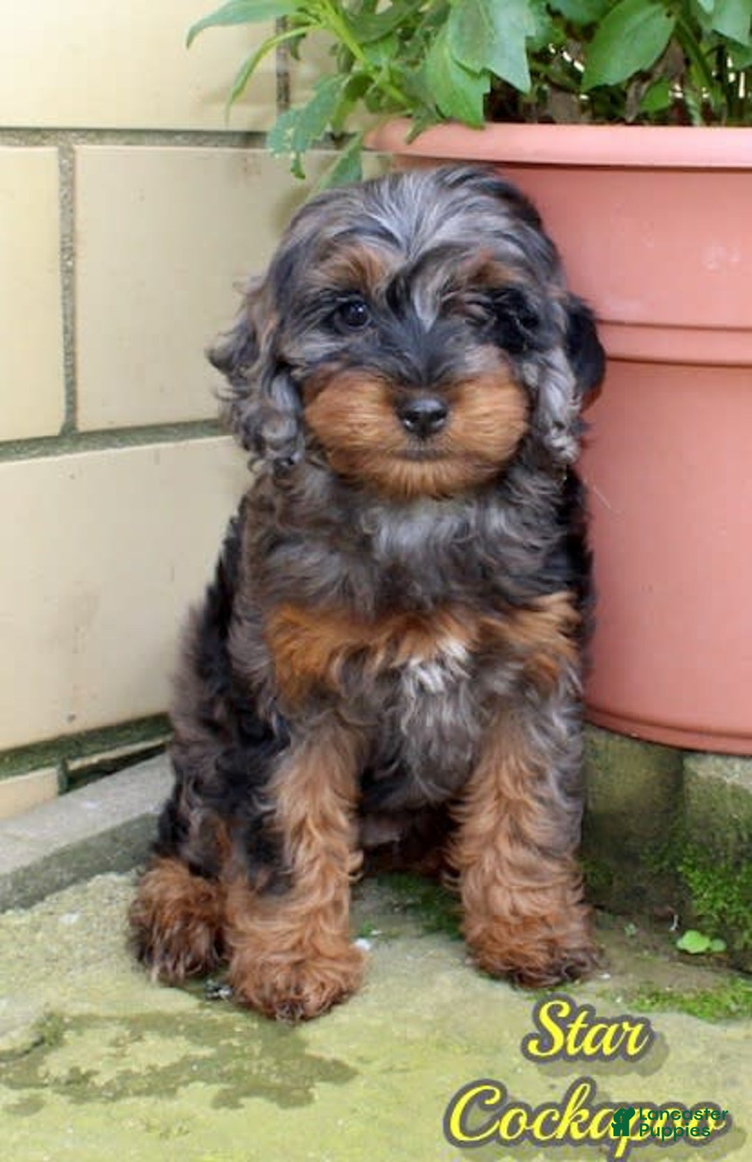 Cockapoo dogs for sale: Star - Image 1
