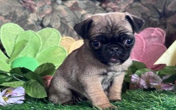 Pug dogs for sale: Chick - Image 3
