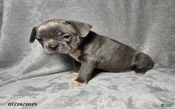 Frenchton dogs for sale: Jwala - Image 4