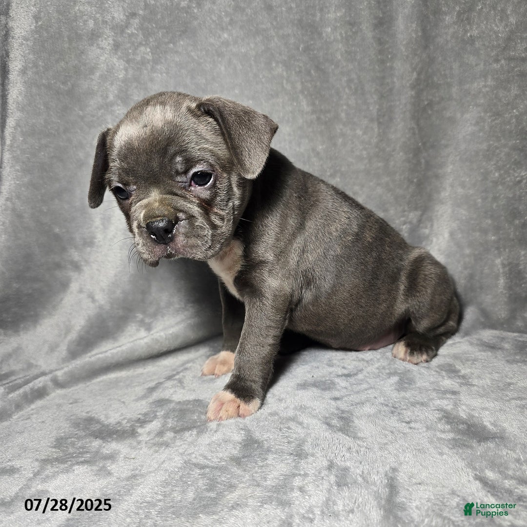 Frenchton dogs for sale: Jwala - Image 4