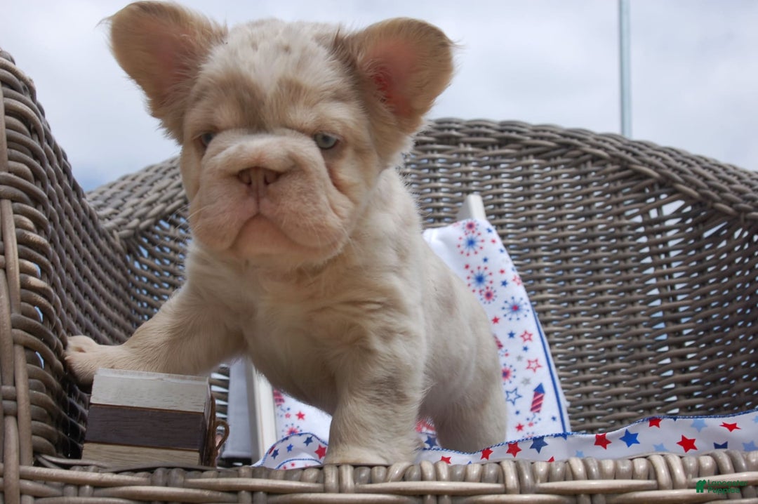 French Bulldog dogs for sale: Nate - Image 10