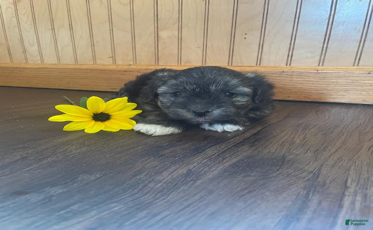 Yochon dogs for sale - Ad 4