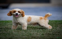 Havapoo dogs for sale: Calvin - Image 14