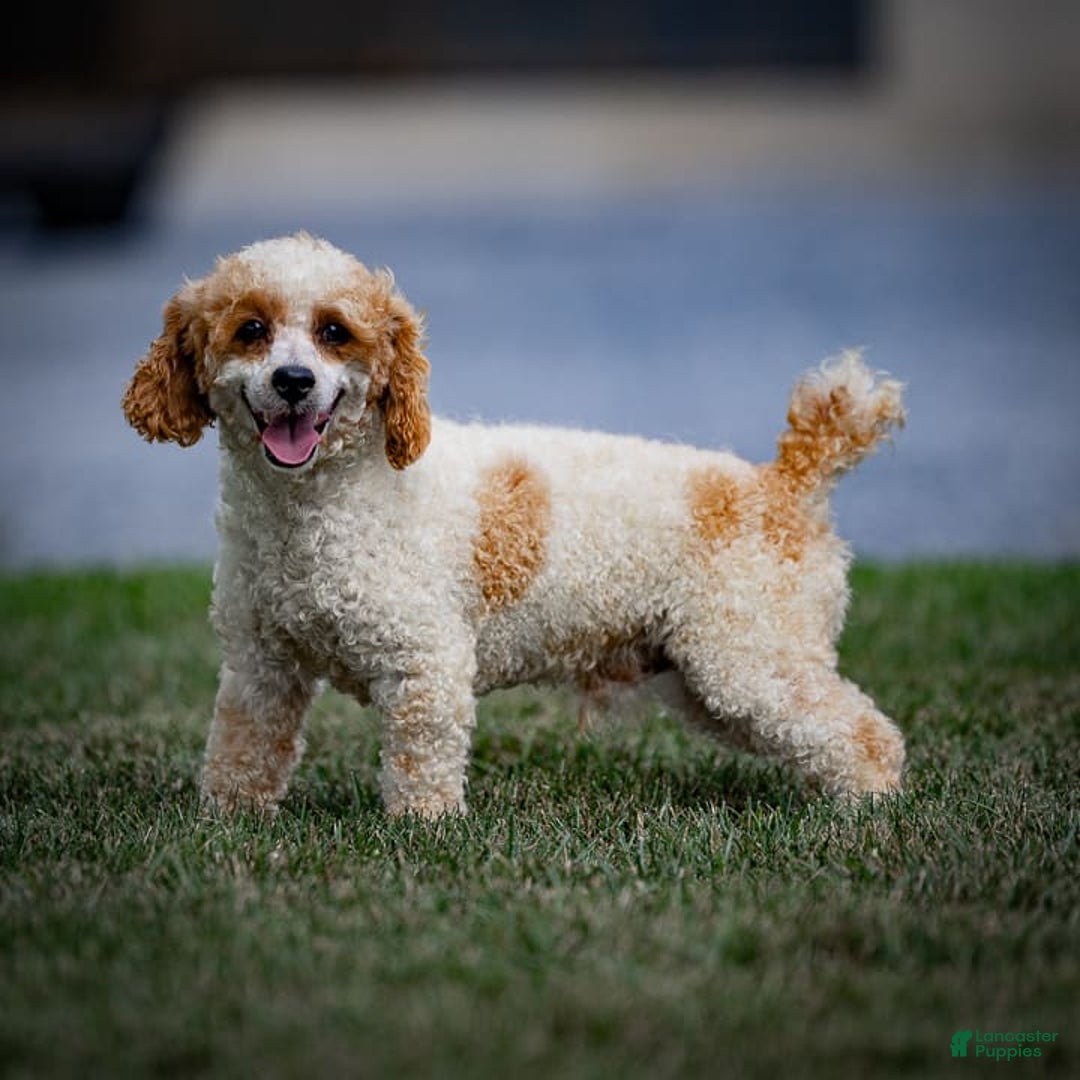 Havapoo dogs for sale: Calvin - Image 14