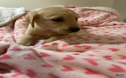 Goldador dogs for sale: Nicky - Image 1