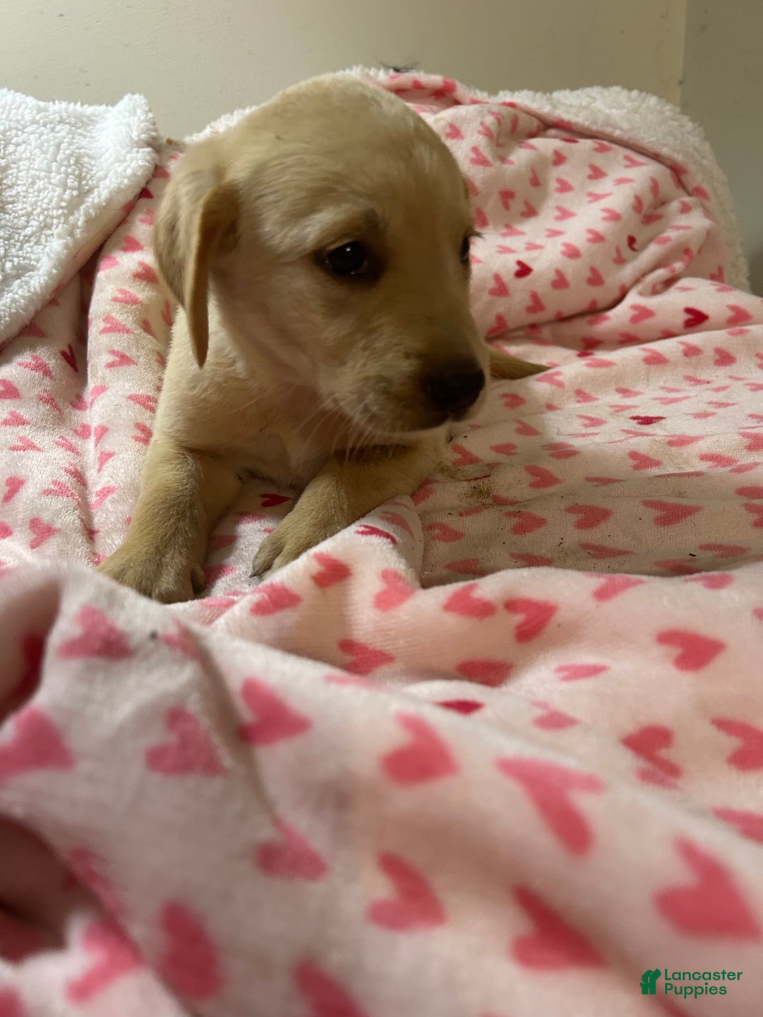 Goldador dogs for sale: Nicky - Image 1