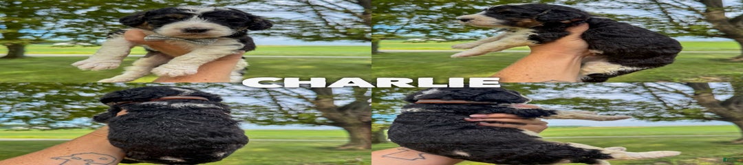 Charlie - Standard F1b