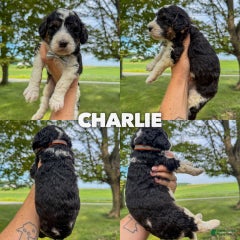 Charlie - Standard F1b