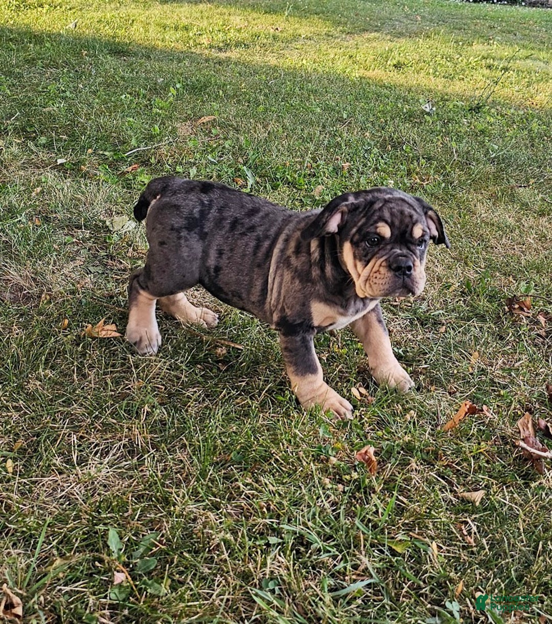 English Bulldog dogs for sale: Lava Frilly - Image 3