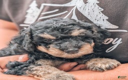 Miniature Poodle dogs for sale: Shadow - Image 2