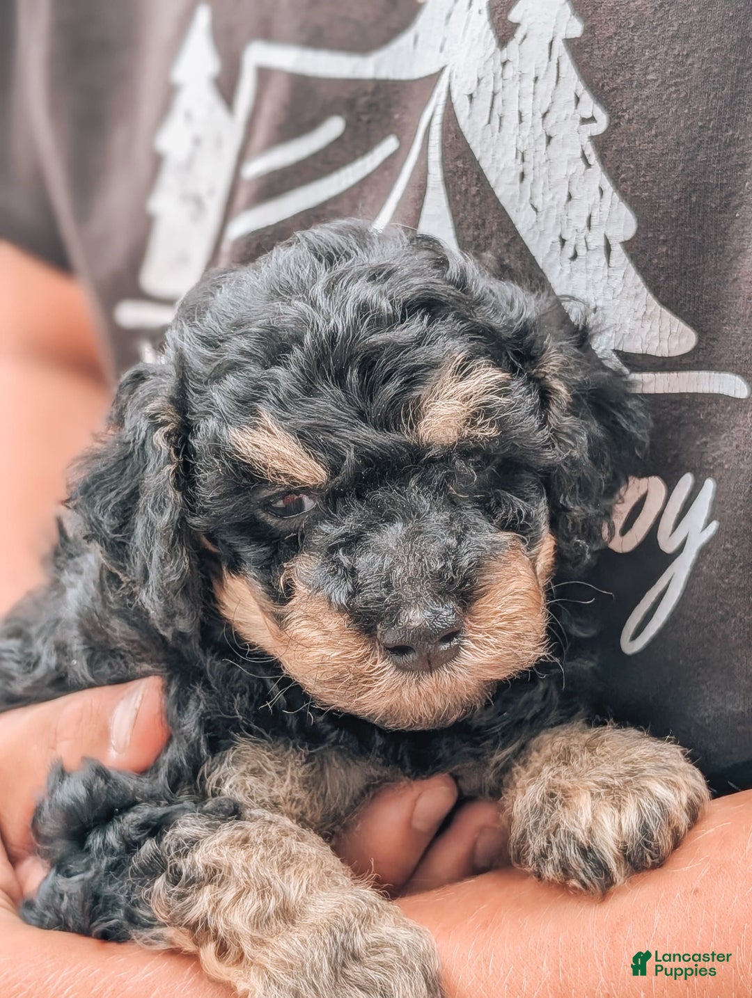 Miniature Poodle dogs for sale: Shadow - Image 2