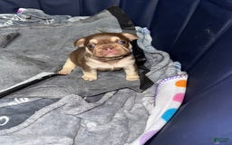 French Bulldog dogs for sale: Bahha - Image 2