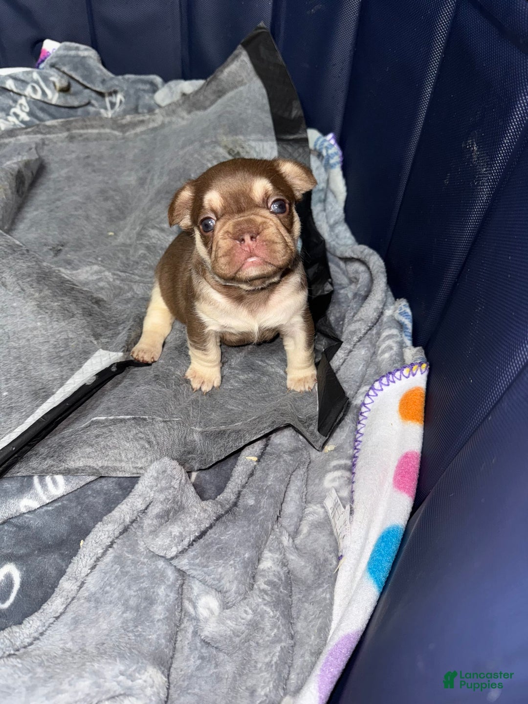 French Bulldog dogs for sale: Bahha - Image 2