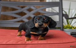Miniature Dachshund dogs for sale: Bucky - Image 1