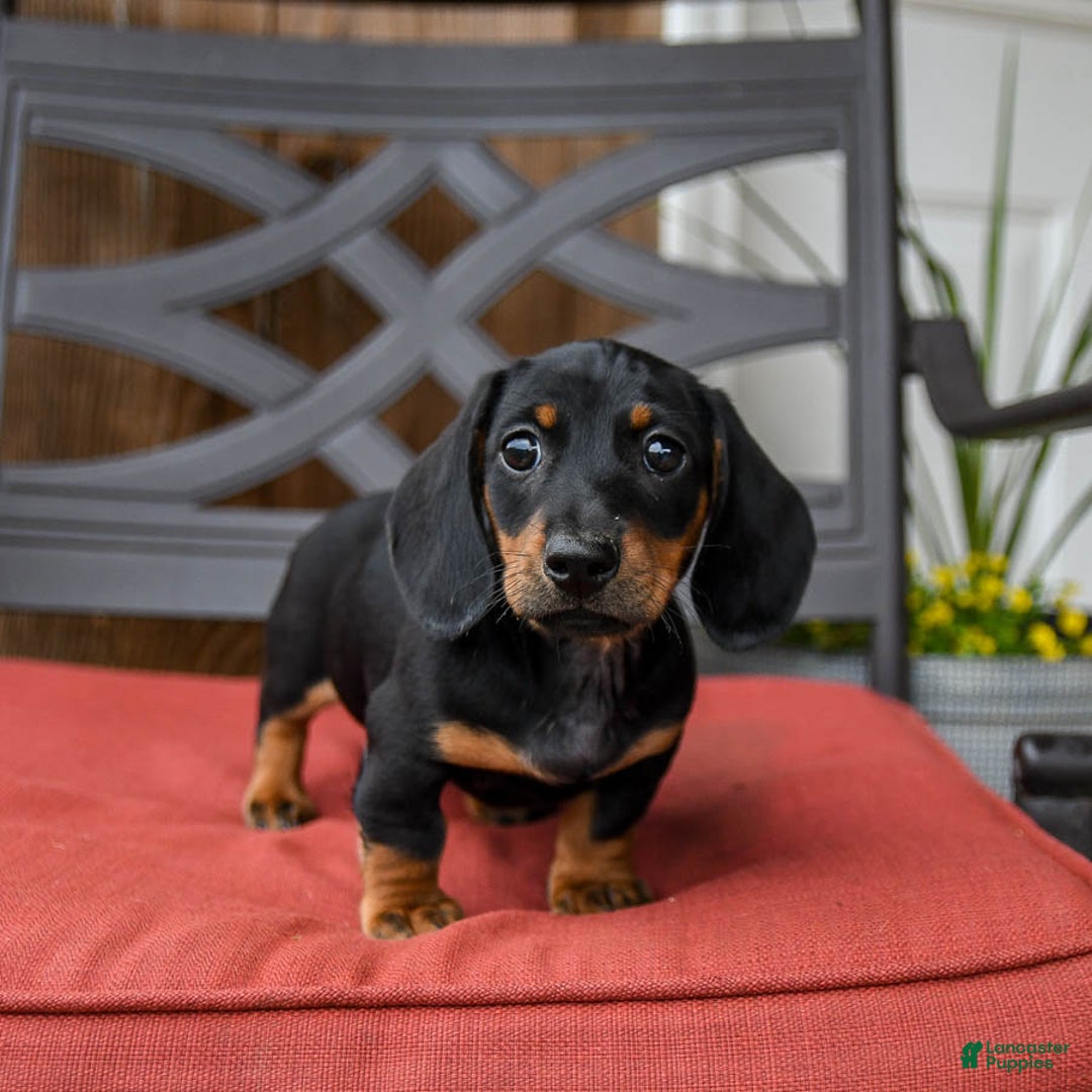 Miniature Dachshund dogs for sale: Bucky - Image 1