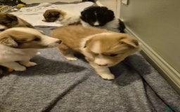 Shetland Sheepdog dogs for sale: A - Image 3
