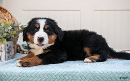Bernese Mountain Dog dogs for sale: Bootsie - Image 2