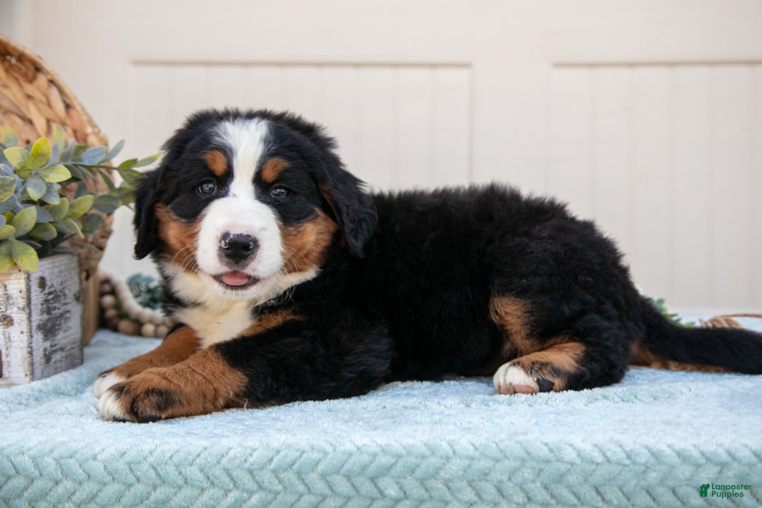 Bernese Mountain Dog dogs for sale: Bootsie - Image 2