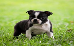 Boston Terrier dogs for sale: Pearl - Image 4