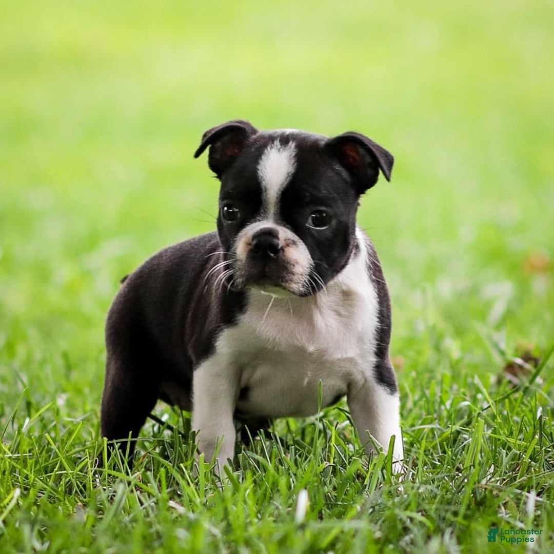 Boston Terrier dogs for sale: Pearl - Image 4