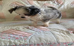 Pomchi dogs for sale: Tommy - Image 15
