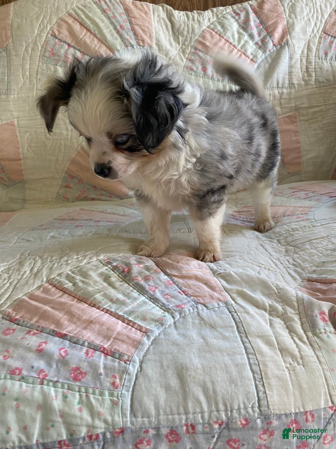 Pomchi dogs for sale: Tommy - Image 15