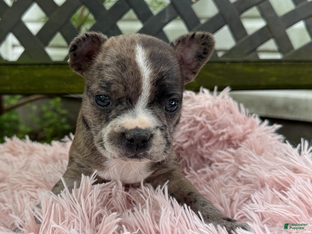 Frenchton dogs for sale: Jayna - Image 14