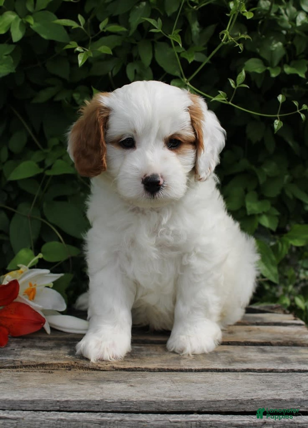 Cavapoo dogs for sale: Cavapoo 5 puppies - Image 23