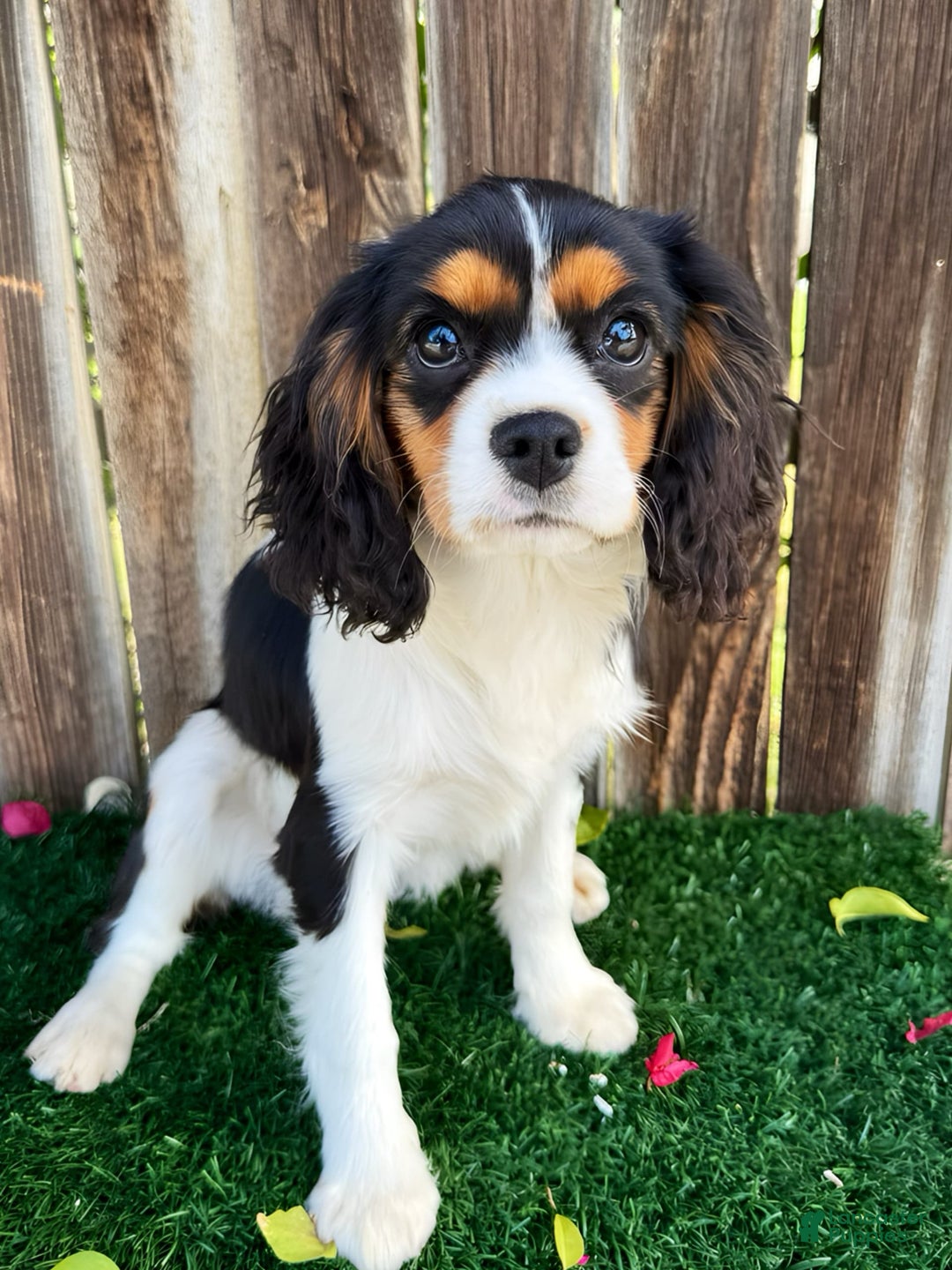 Cavapoo dogs for sale: Georgia - Image 2