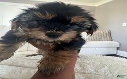 Yorkshire Terrier dogs for sale: Junior - Image 2