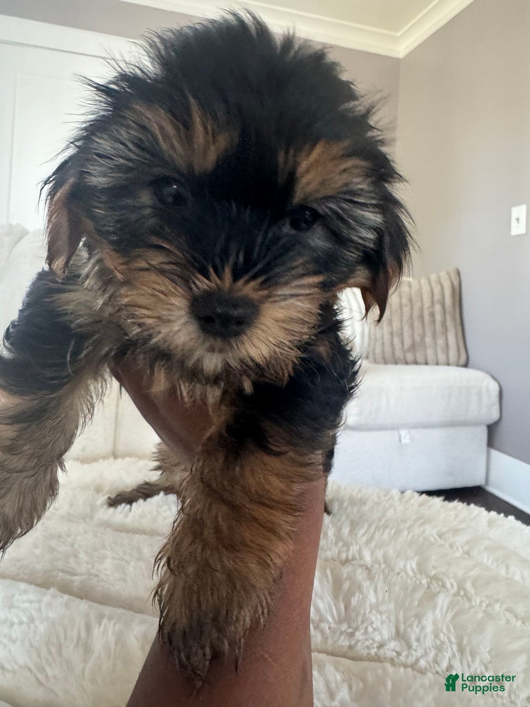 Yorkshire Terrier dogs for sale: Junior - Image 2
