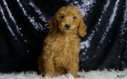 Mini Goldendoodle dogs for sale: Junebug - Image 5