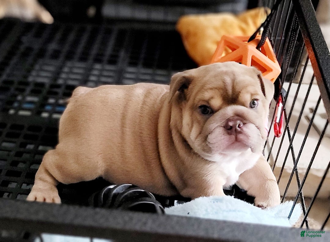English Bulldog dogs for sale: Ozzy - Image 8