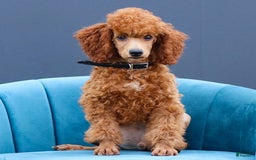 Miniature Poodle dogs for sale: Beau - Image 8