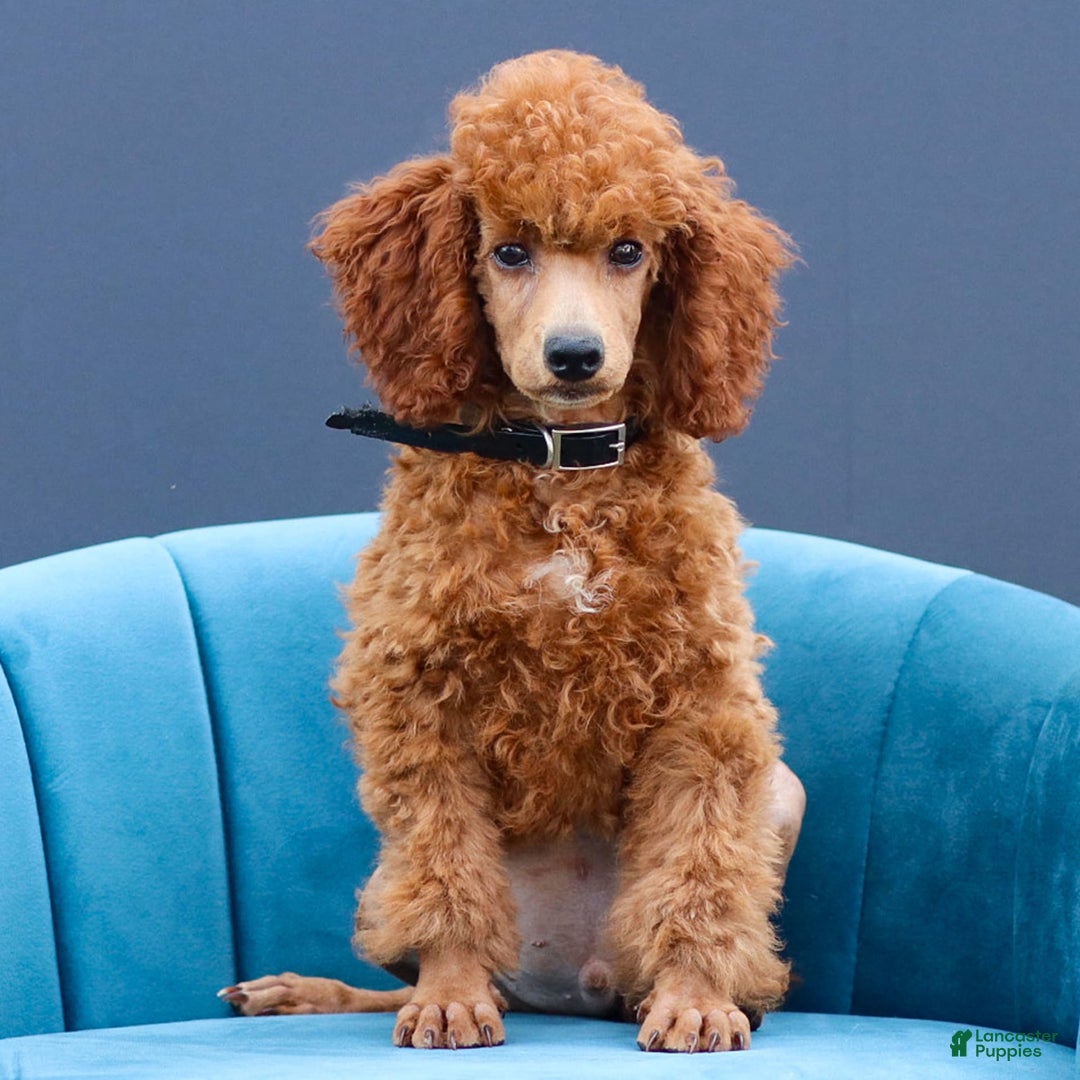 Miniature Poodle dogs for sale: Beau - Image 8