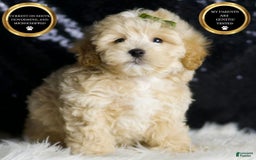 Maltipoo dogs for sale: Maltipoo 6 puppies - Image 7