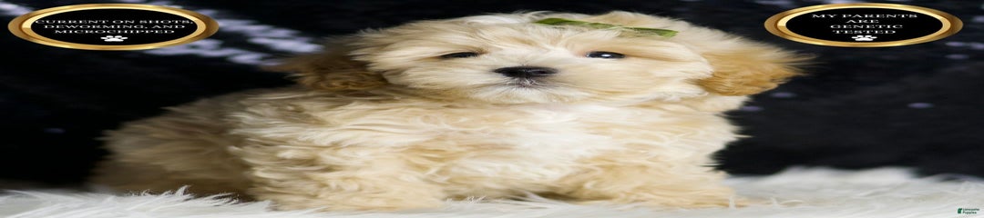 Winston