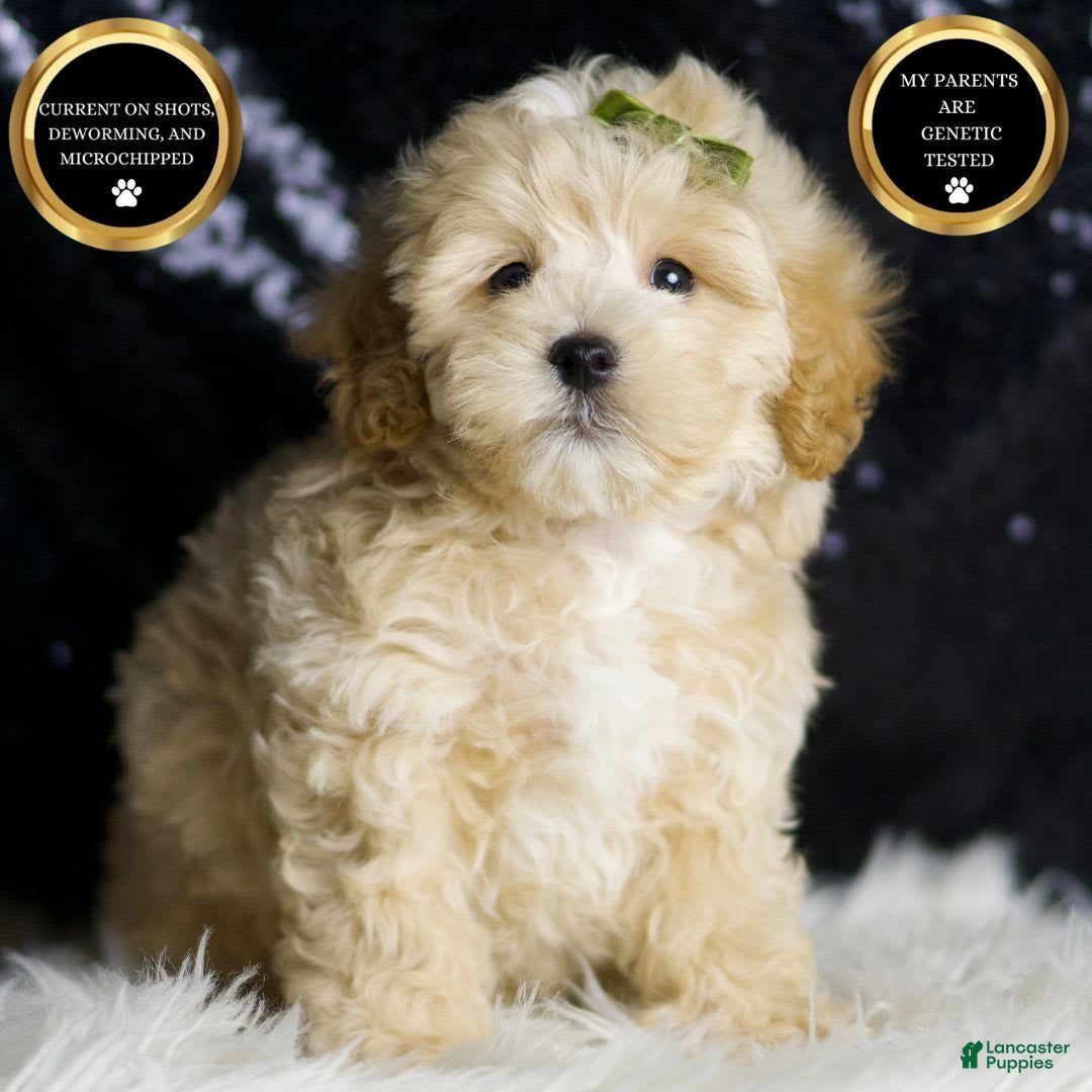 Maltipoo dogs for sale: Maltipoo 6 puppies - Image 7