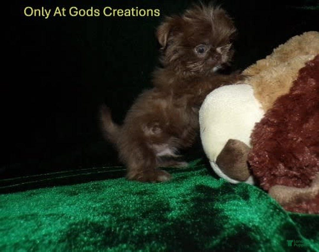 Shih Tzu dogs for sale: Full AKC Jasper - Image 2
