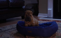 Shar Pei dogs for sale: Bear - Image 2