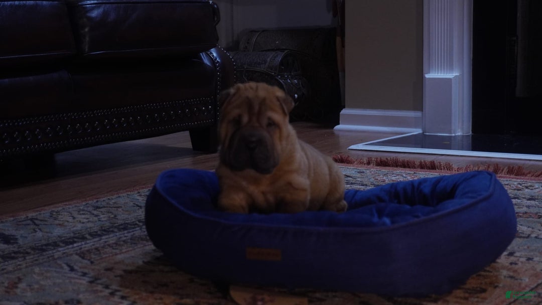 Shar Pei dogs for sale: Bear - Image 2