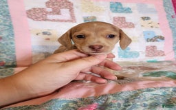 Miniature Dachshund dogs for sale: Cora - Image 21